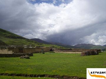 ���x�ĲݵĮa(ch��n)��,������������h,�x�ݮa(ch��n)���L(f��ng)���D