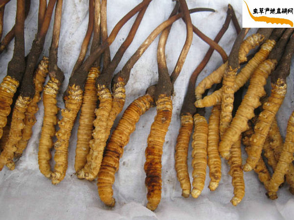 ��ˢȥ���������r���x�Ĳ�